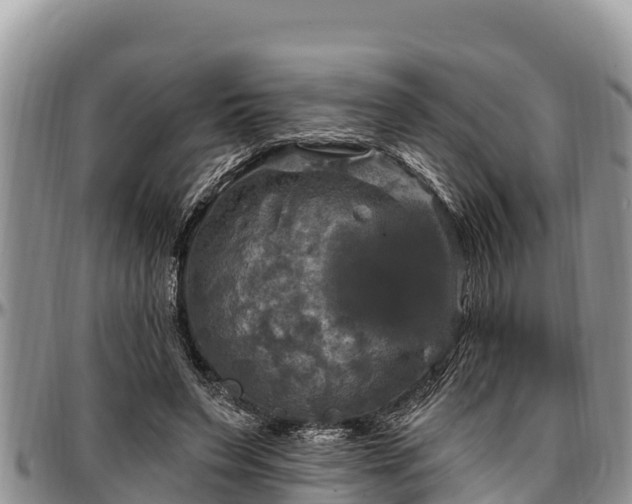 X0000097510495200802291621