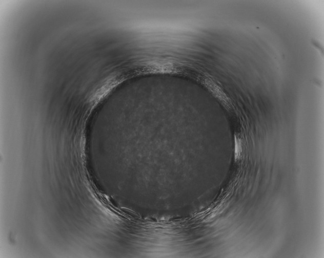 X0000097510627200802291619