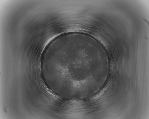 X0000097510830200802291617