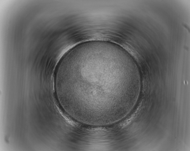 X0000097510838200802291617