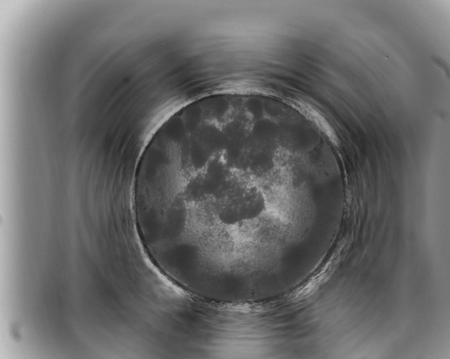 X0000097510855200802291617