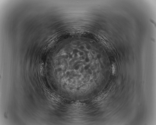X0000097511059200802291614