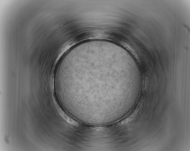 X0000097511130200802291613