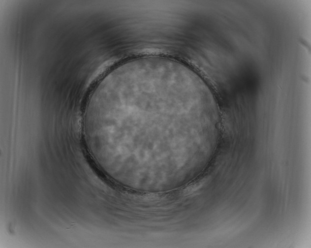 X0000097510016200803071835