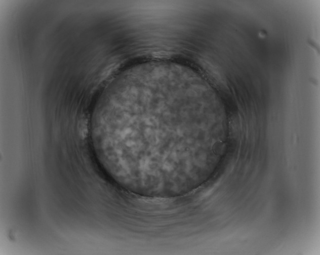 X0000097510032200803071835