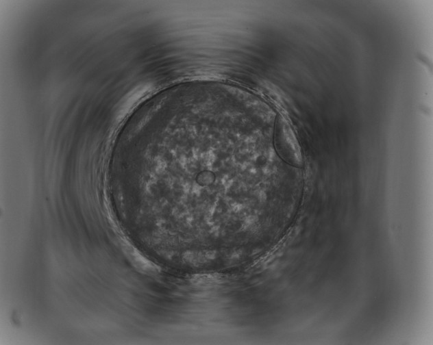 X0000097510145200803071832