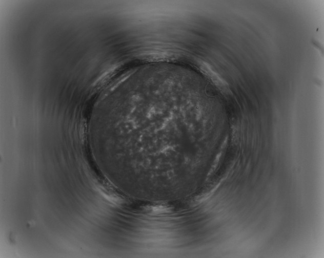 X0000097510165200803071832