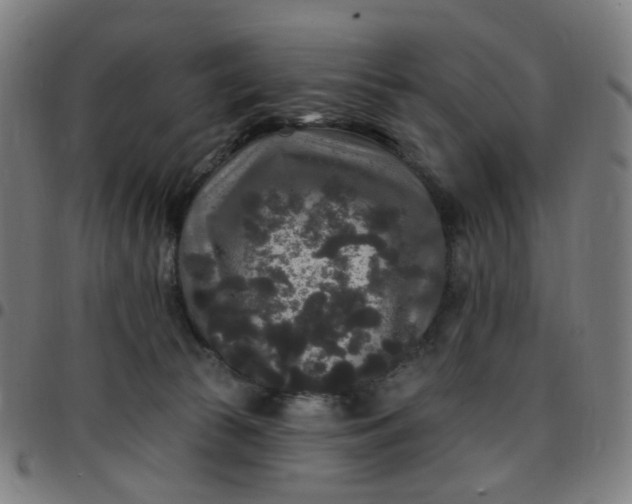 X0000097510177200803071833