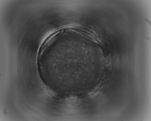 X0000097510196200803071832