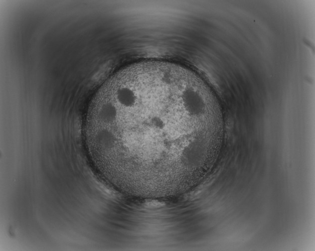 X0000097510257200803071831