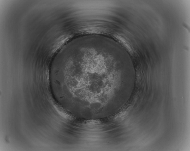 X0000097510398200803071829