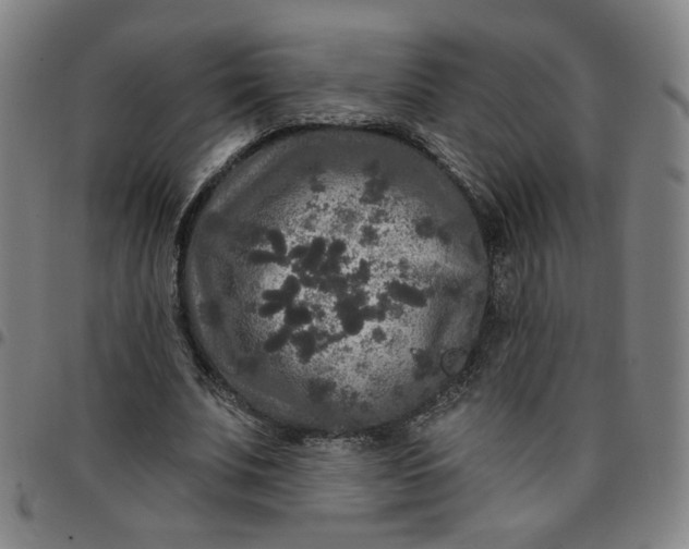 X0000097510679200803071825