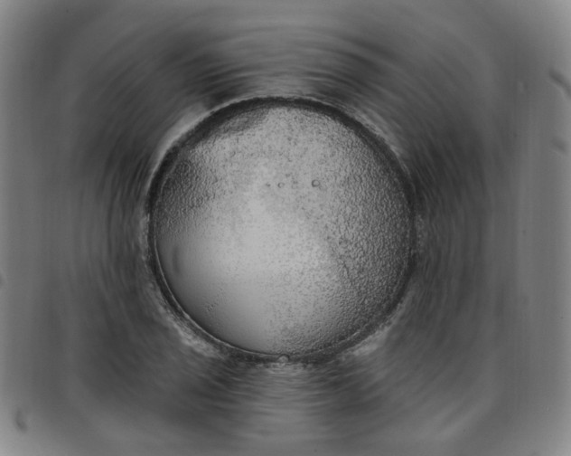 X0000097511029200803071820