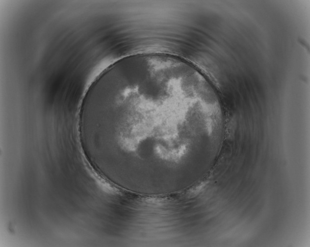 X0000097511086200803071819