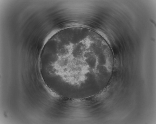 X0000097511098200803071819