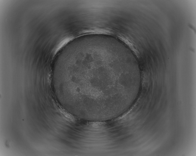 X0000097511163200803071818