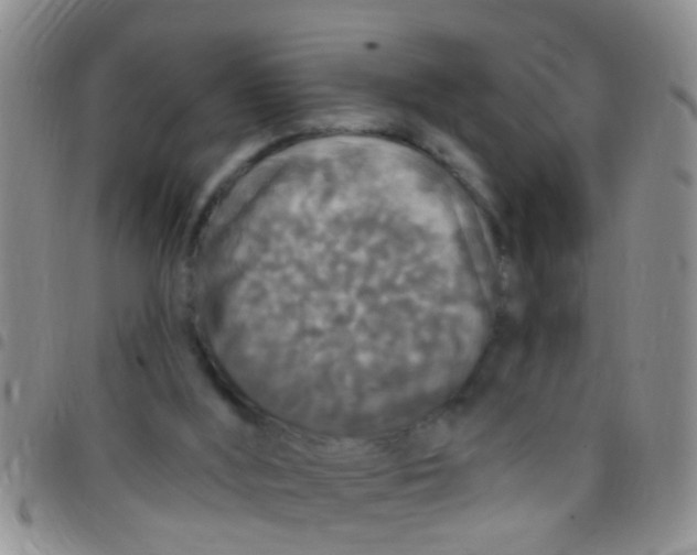X0000097510012200803142051