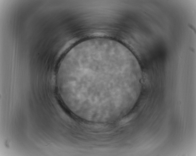 X0000097510016200803142051