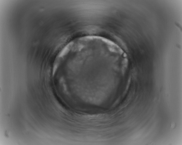 X0000097510018200803142051