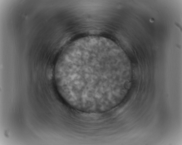 X0000097510032200803142051