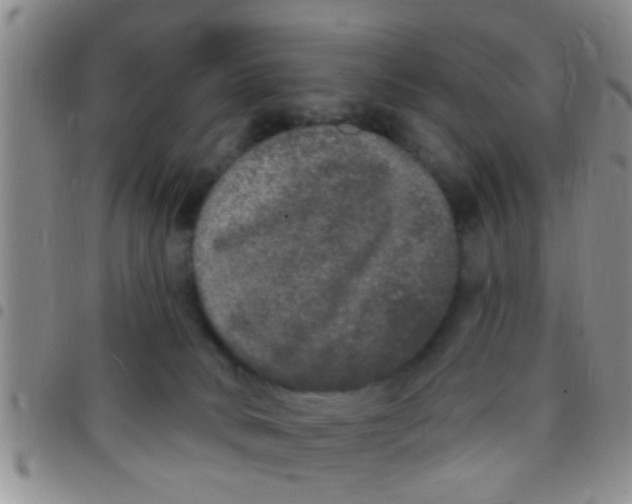 X0000097510034200803142051