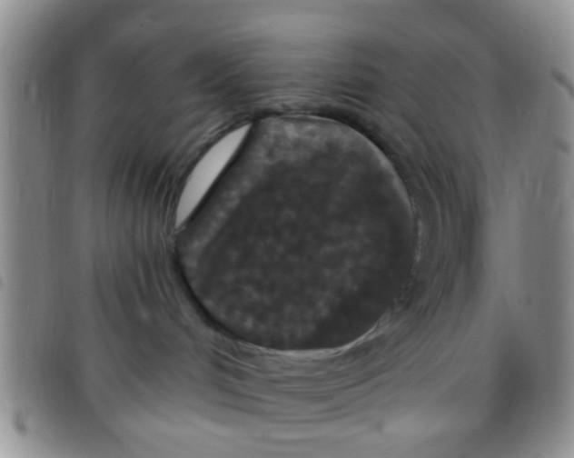 X0000097510048200803142051