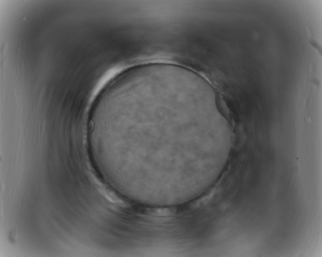 X0000097510056200803142050