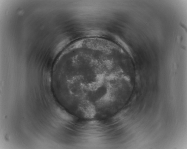 X0000097510059200803142050