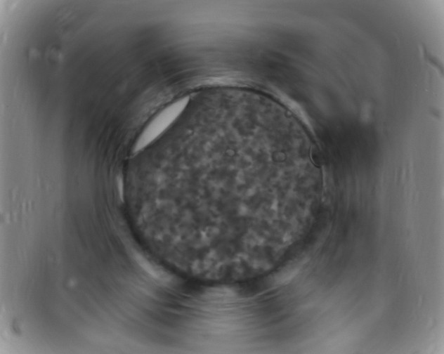 X0000097510061200803142050