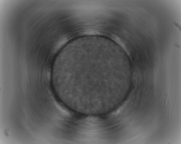 X0000097510063200803142050