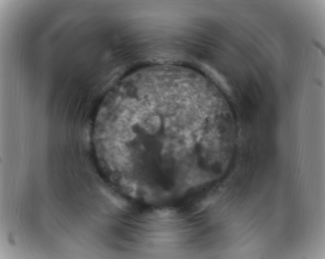 X0000097510065200803142050