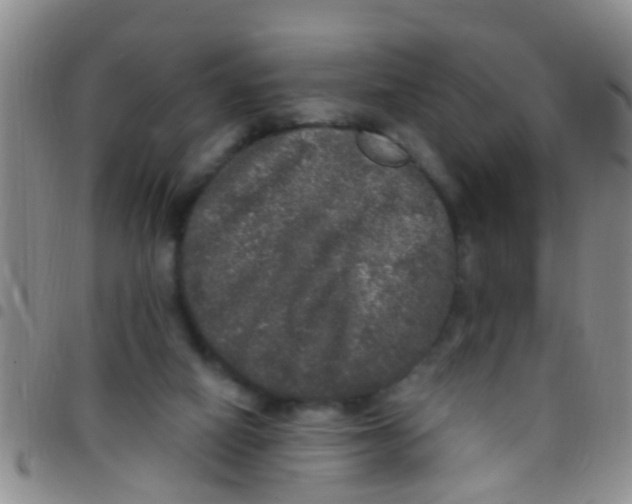 X0000097510066200803142050