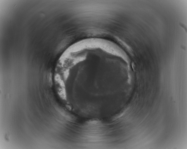 X0000097510067200803142050