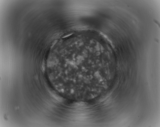 X0000097510069200803142050