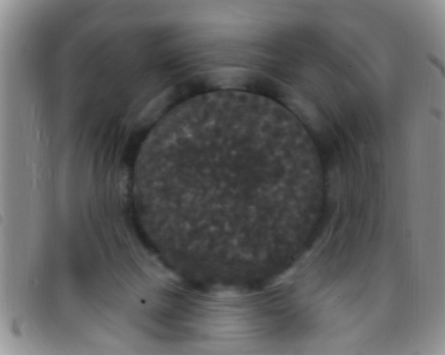 X0000097510073200803142050