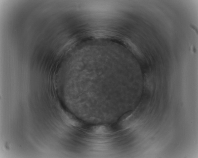 X0000097510074200803142050