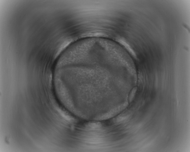 X0000097510110200803142050