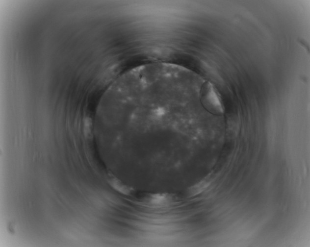 X0000097510130200803142049