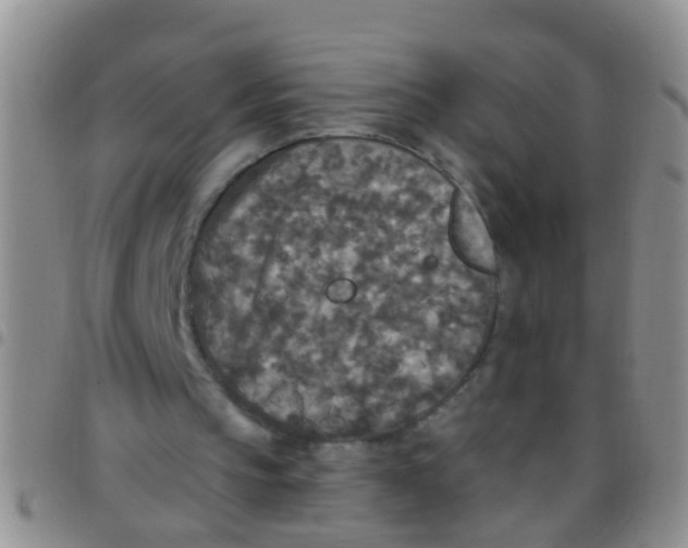 X0000097510145200803142049