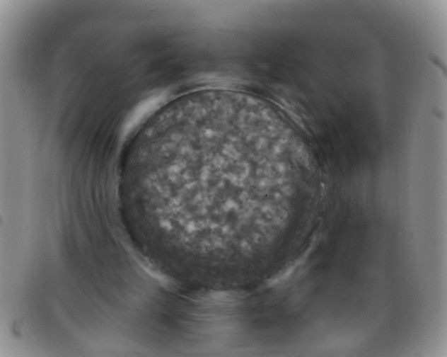 X0000097510149200803142049