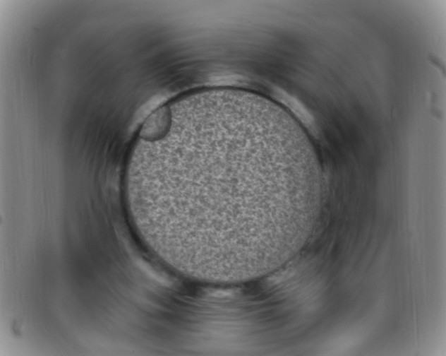 X0000097510155200803142049