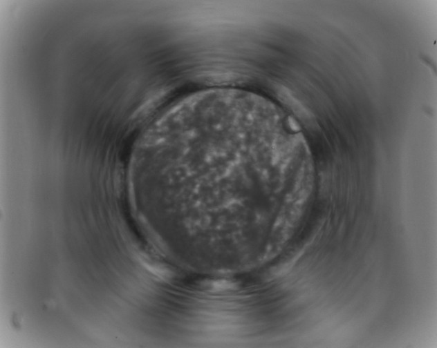 X0000097510165200803142049
