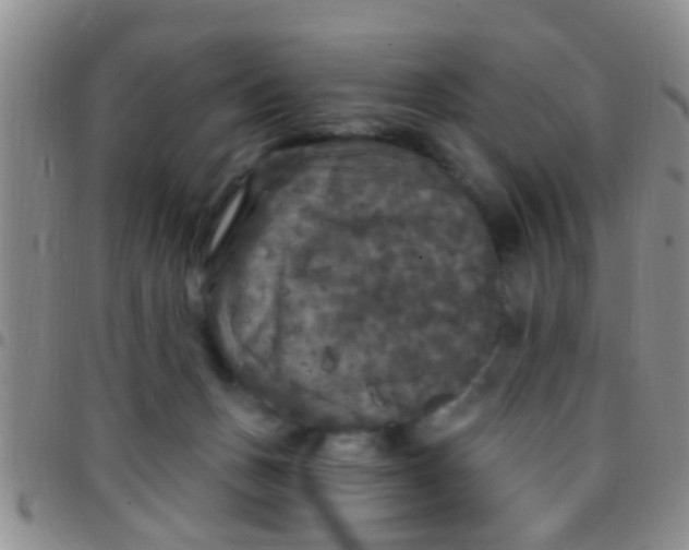 X0000097510175200803142049