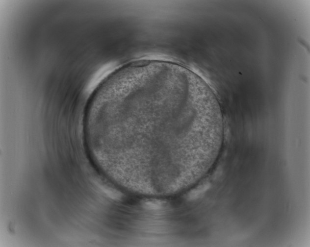 X0000097510199200803142048