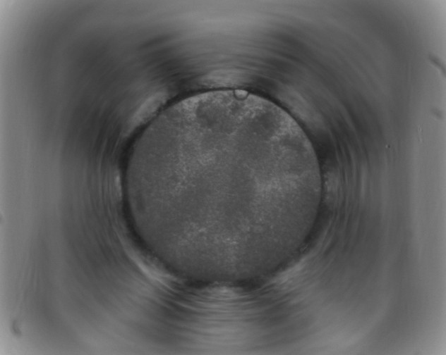X0000097510254200803142047