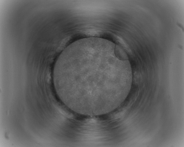X0000097510259200803142048