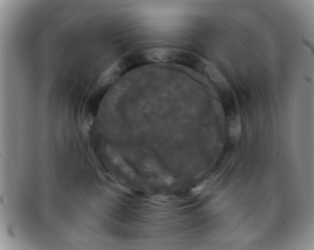 X0000097510332200803142047