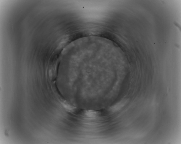 X0000097510336200803142046