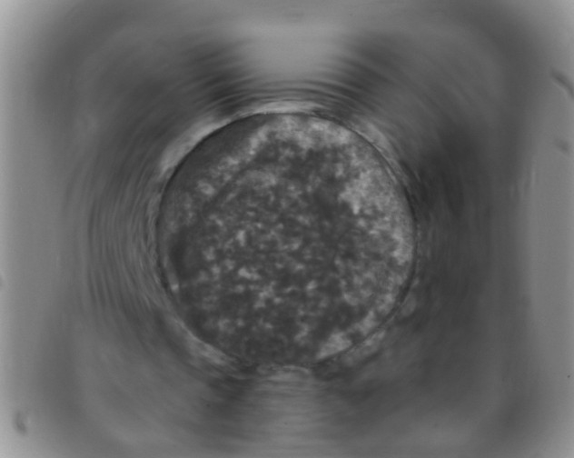 X0000097510337200803142046