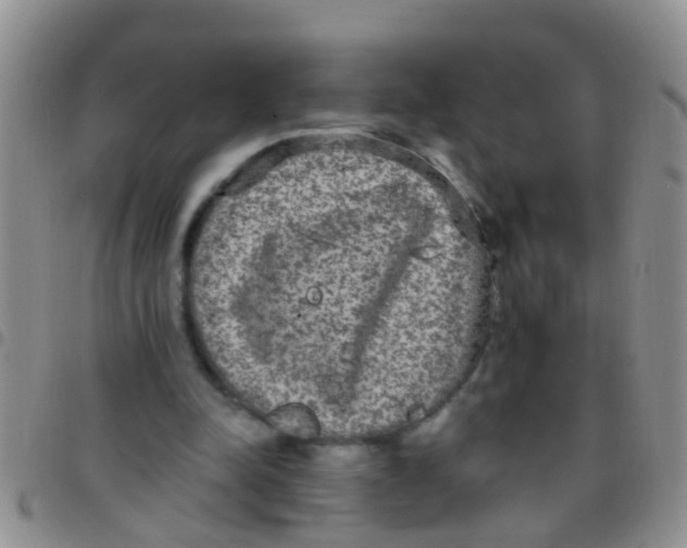 X0000097510342200803142046